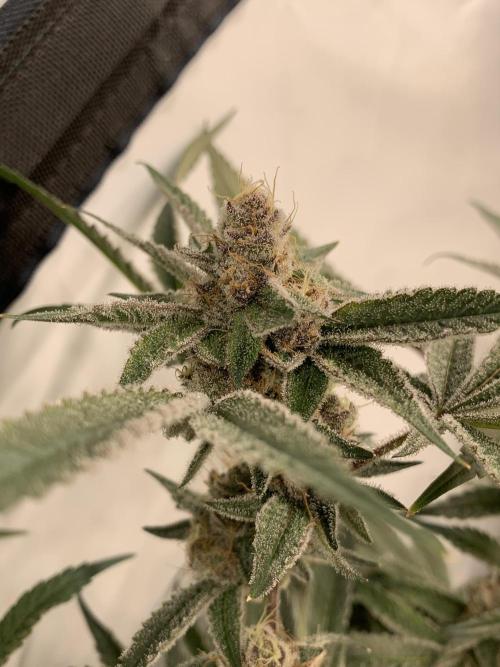 7.Grow: Kmintz & Radical Juice. Week 18 - 17.5. Radical Juice #1