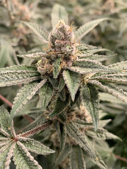 7.Grow: Kmintz & Radical Juice. Week 18 - 17.5. Radical Juice #1