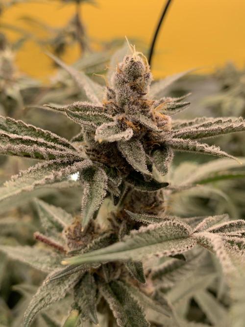7.Grow: Kmintz & Radical Juice. Week 18 - 17.5. Radical Juice #1