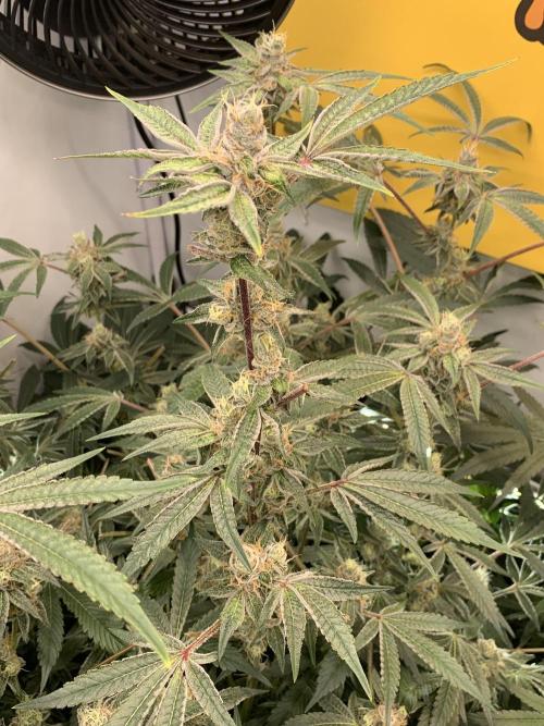 7.Grow: Kmintz & Radical Juice. Week 18 - 17.5. Radical Juice #2
