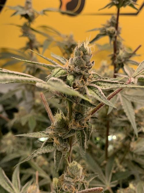 7.Grow: Kmintz & Radical Juice. Week 18 - 17.5. Radical Juice #2