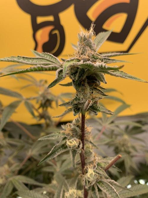 7.Grow: Kmintz & Radical Juice. Week 18 - 17.5. Radical Juice #2