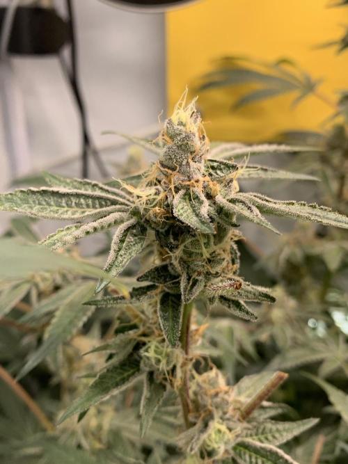 7.Grow: Kmintz & Radical Juice. Week 18 - 17.5. Radical Juice #2