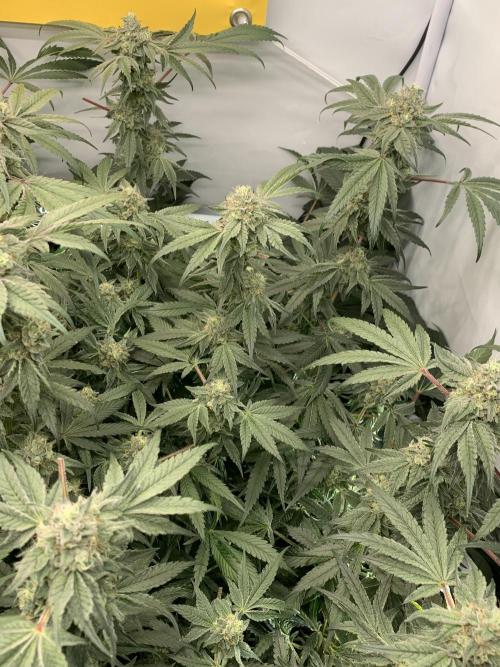 7.Grow: Kmintz & Radical Juice. Week 18 - 17.5. Kmintz 