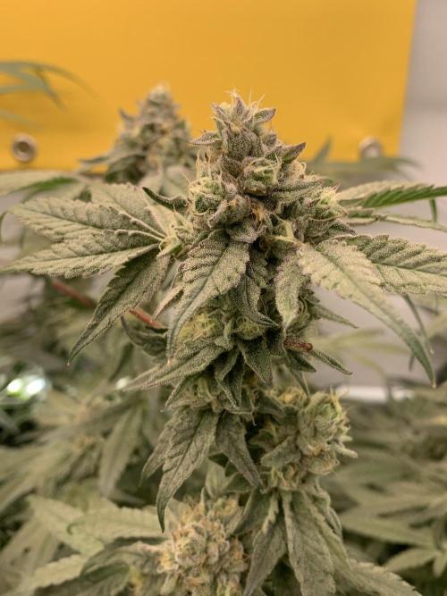7.Grow: Kmintz & Radical Juice. Week 18 - 17.5. Kmintz 