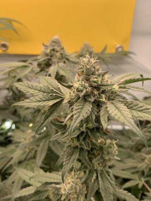 7.Grow: Kmintz & Radical Juice. Week 18 - 17.5. Kmintz 