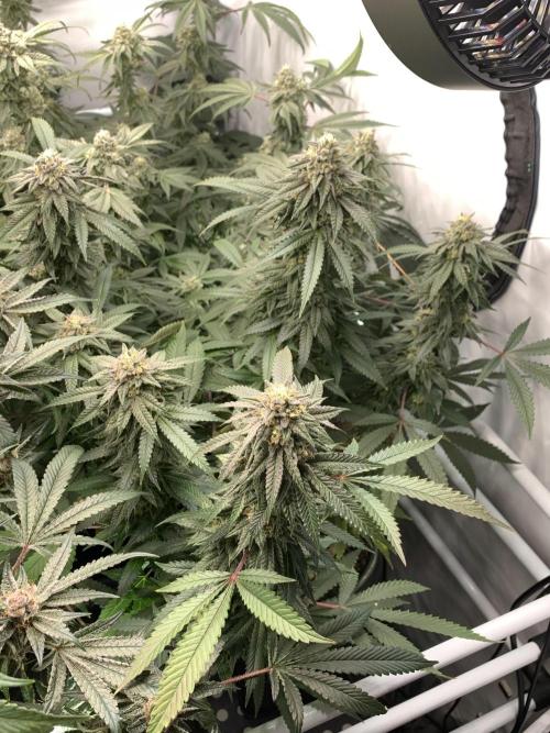 1.Bonsai: Lemon Cherry Runtz✌️. Week 26 - 17.5.