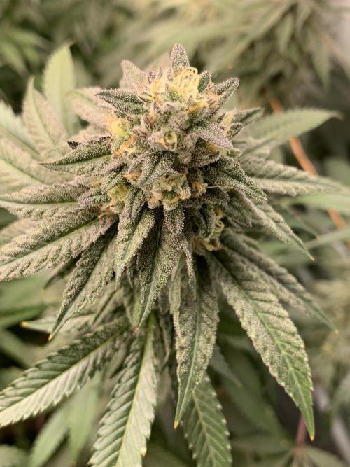 1.Bonsai: Lemon Cherry Runtz✌️. Week 26 - 17.5.