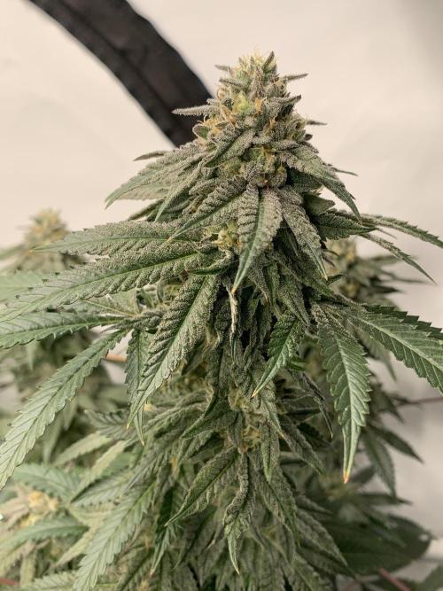 1.Bonsai: Lemon Cherry Runtz✌️. Week 26 - 17.5.