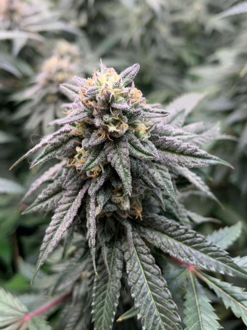 1.Bonsai: Lemon Cherry Runtz✌️. Week 26 - 17.5.