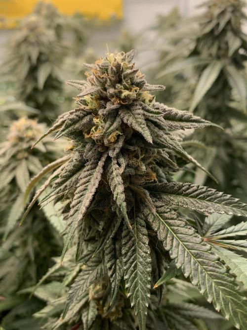 Lemon Cherry Runtz. Week 26