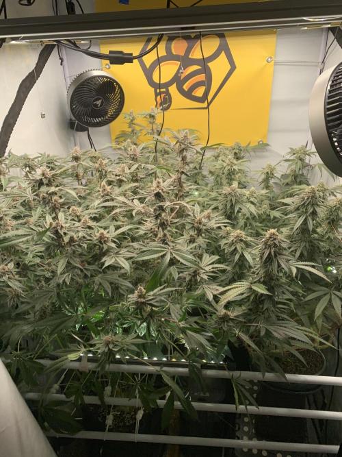 7.Grow: Kmintz & Radical Juice. Week 19 - 18.5.