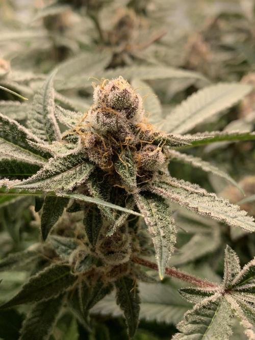 7.Grow: Kmintz & Radical Juice. Week 19 - 18.5. Radical Juice #1