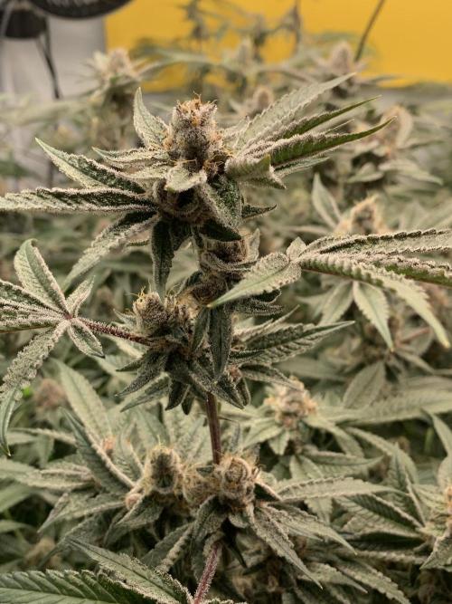 7.Grow: Kmintz & Radical Juice. Week 19 - 18.5. Radical Juice #1