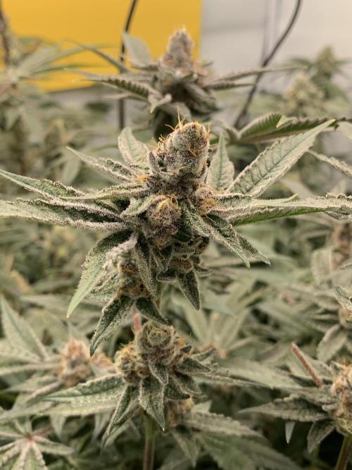 7.Grow: Kmintz & Radical Juice. Week 19 - 18.5. Radical Juice #1