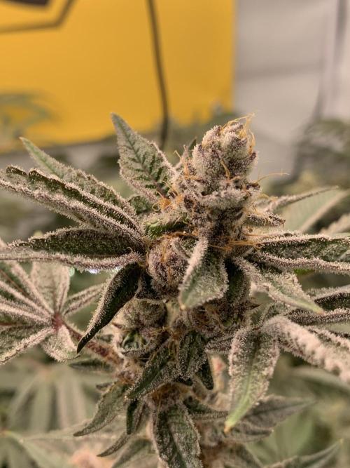 7.Grow: Kmintz & Radical Juice. Week 19 - 18.5. Radical Juice #1