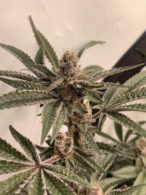 7.Grow: Kmintz & Radical Juice. Week 19 - 18.5. Radical Juice #1