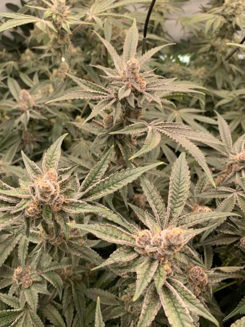 7.Grow: Kmintz & Radical Juice. Week 19 - 18.5. Radical Juice #1