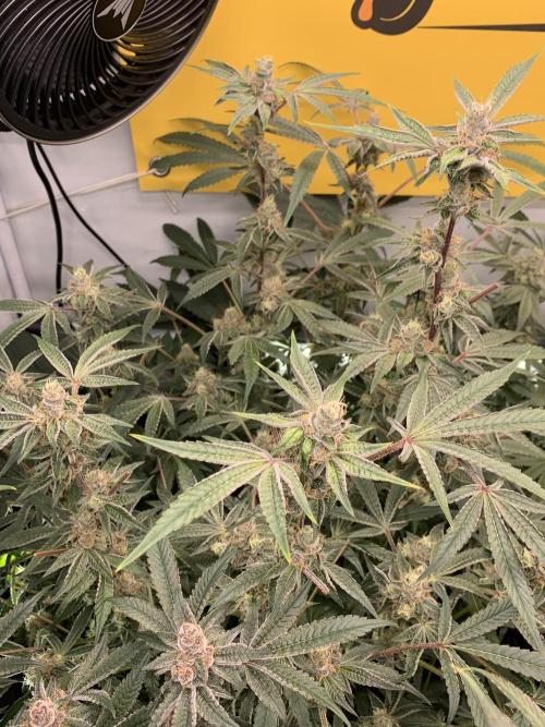 7.Grow: Kmintz & Radical Juice. Week 19 - 18.5. Radical Juice #2