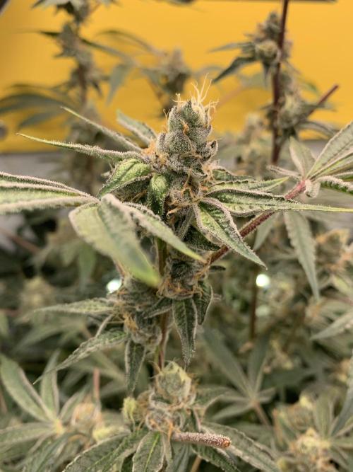 7.Grow: Kmintz & Radical Juice. Week 19 - 18.5. Radical Juice #2
