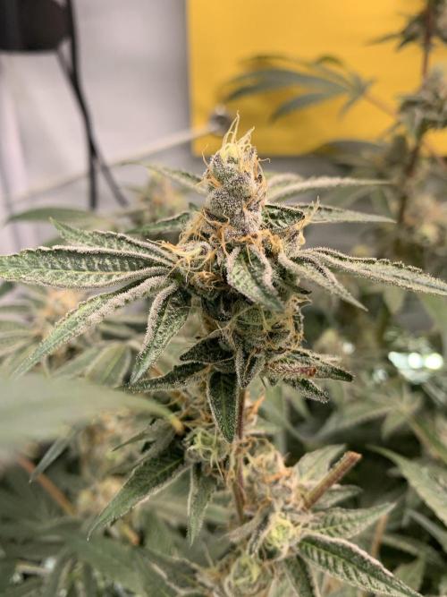 7.Grow: Kmintz & Radical Juice. Week 19 - 18.5. Radical Juice #2