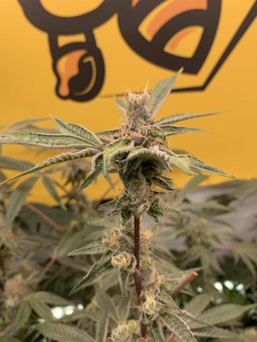 7.Grow: Kmintz & Radical Juice. Week 19 - 18.5. Radical Juice #2
