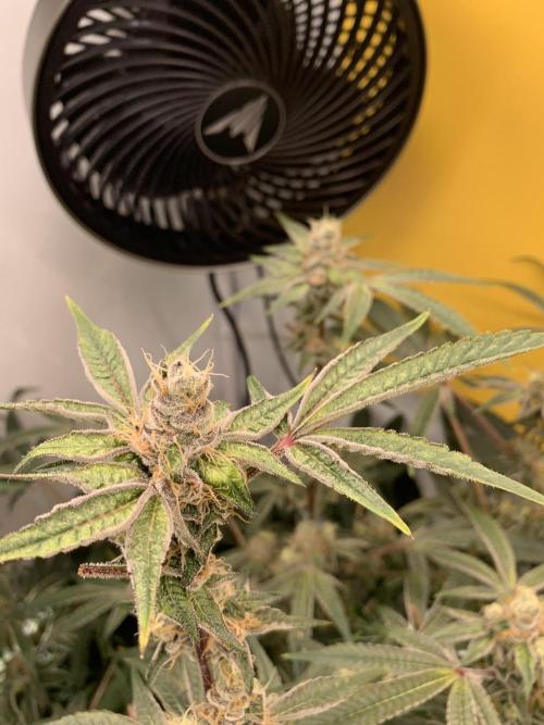 7.Grow: Kmintz & Radical Juice. Week 19 - 18.5. Radical Juice #2
