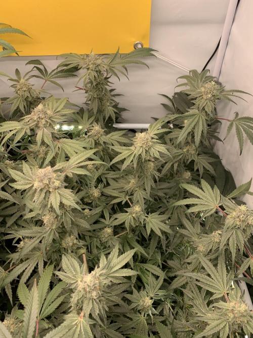 7.Grow: Kmintz & Radical Juice. Week 19 - 18.5. Kmintz 