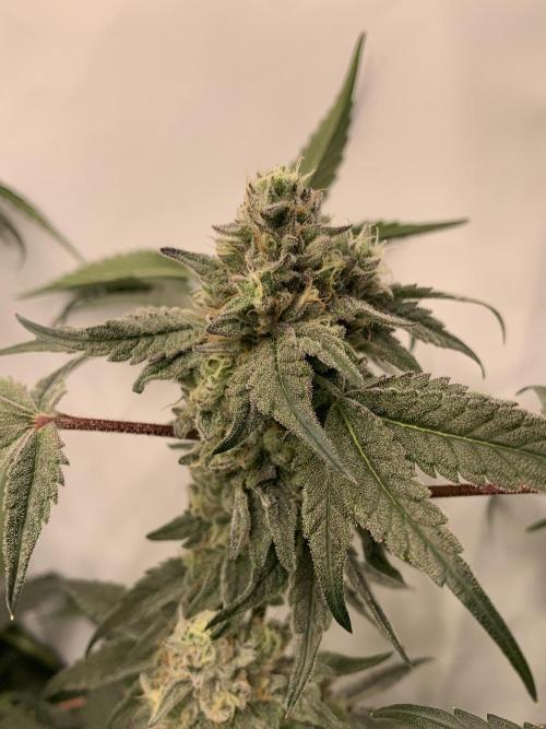 7.Grow: Kmintz & Radical Juice. Week 19 - 18.5. Kmintz 