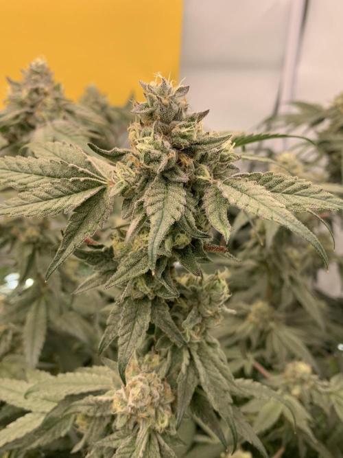 7.Grow: Kmintz & Radical Juice. Week 19 - 18.5. Kmintz 