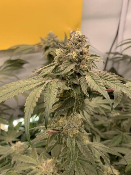 7.Grow: Kmintz & Radical Juice. Week 19 - 18.5. Kmintz 