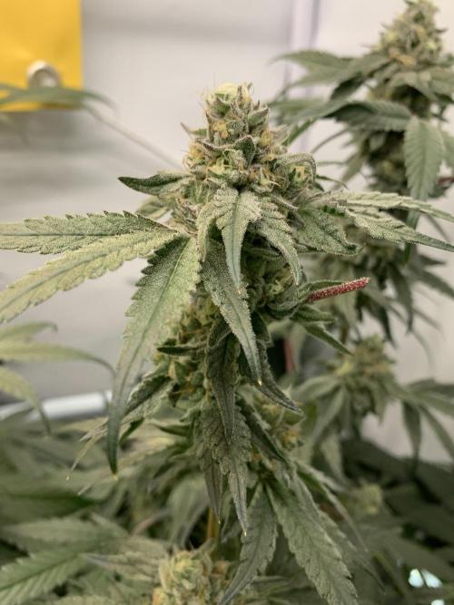 7.Grow: Kmintz & Radical Juice. Week 19 - 18.5. Kmintz 