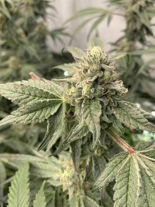 7.Grow: Kmintz & Radical Juice. Week 19 - 18.5. Kmintz 
