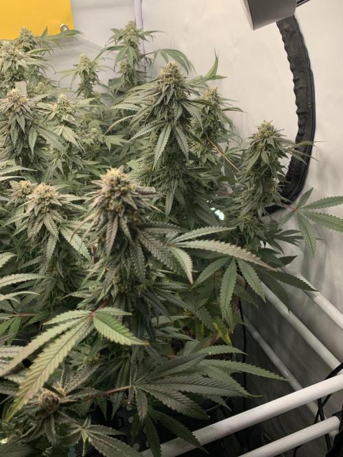 1.Bonsai: Lemon Cherry Runtz✌️. Week 27 - 18.5.