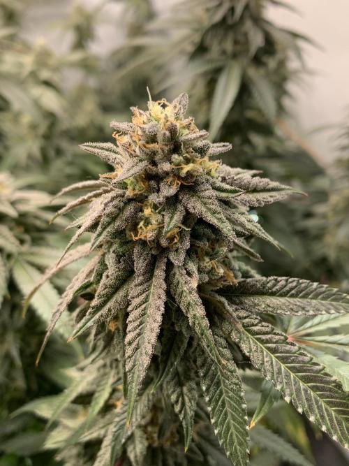 1.Bonsai: Lemon Cherry Runtz✌️. Week 27 - 18.5.