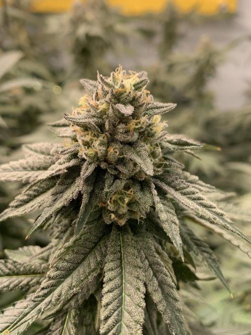 1.Bonsai: Lemon Cherry Runtz✌️. Week 27 - 18.5.