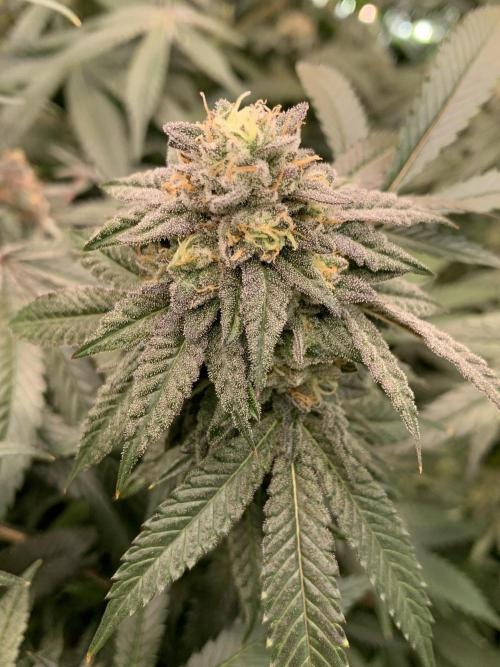 1.Bonsai: Lemon Cherry Runtz✌️. Week 27 - 18.5.