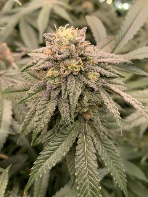 1.Bonsai: Lemon Cherry Runtz✌️. Week 27 - 18.5.