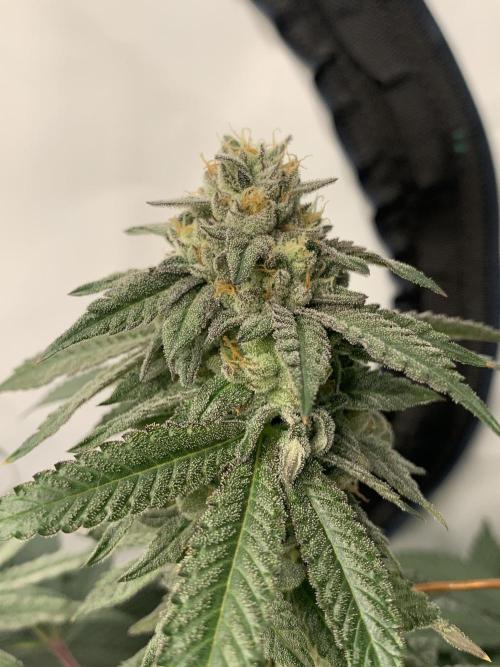 1.Bonsai: Lemon Cherry Runtz✌️. Week 27 - 18.5.