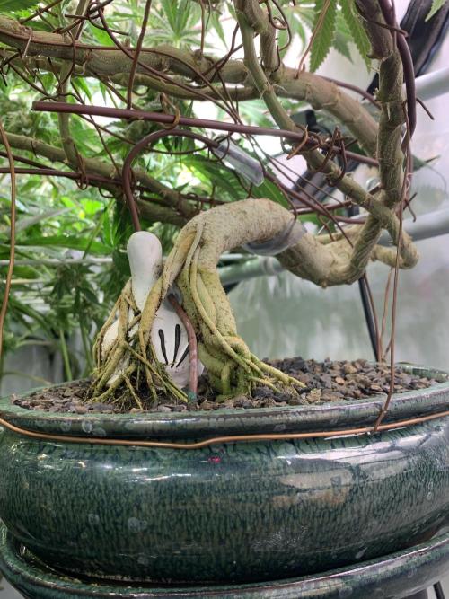 1.Bonsai: Lemon Cherry Runtz✌️. Week 27 - 18.5.