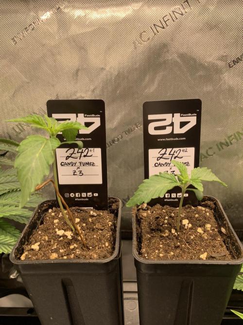 Z42. Week 1