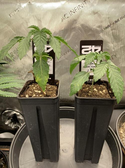 8.Grow: Z42. Week 2 - 24.5.