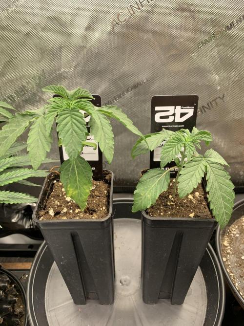 8.Grow: Z42. Week 2 - 24.5.