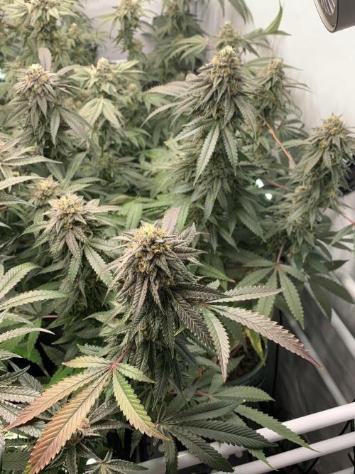 1.Bonsai: Lemon Cherry Runtz✌️. Week 27 - 20.5.