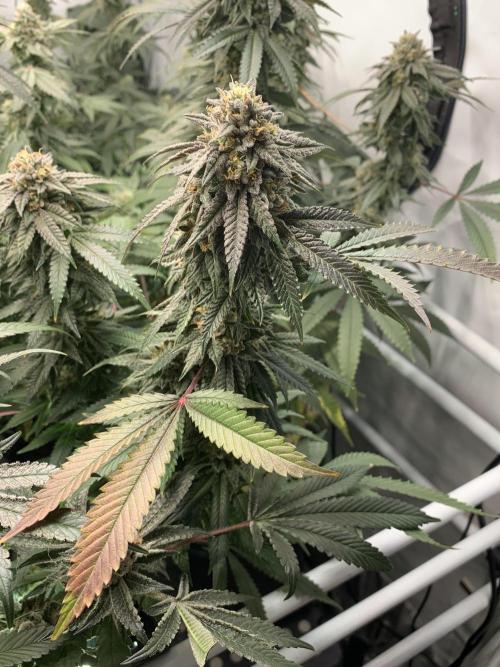 1.Bonsai: Lemon Cherry Runtz✌️. Week 27 - 20.5.