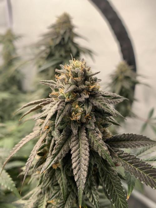 1.Bonsai: Lemon Cherry Runtz✌️. Week 27 - 20.5.