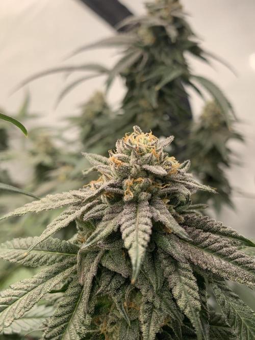 1.Bonsai: Lemon Cherry Runtz✌️. Week 27 - 20.5.