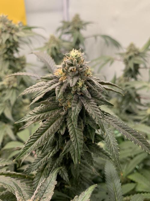 1.Bonsai: Lemon Cherry Runtz✌️. Week 27 - 20.5.
