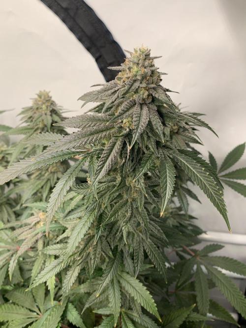 1.Bonsai: Lemon Cherry Runtz✌️. Week 27 - 20.5.