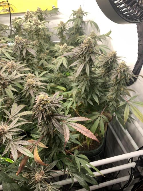 1.Bonsai: Lemon Cherry Runtz✌️. Week 27 - 24.5.